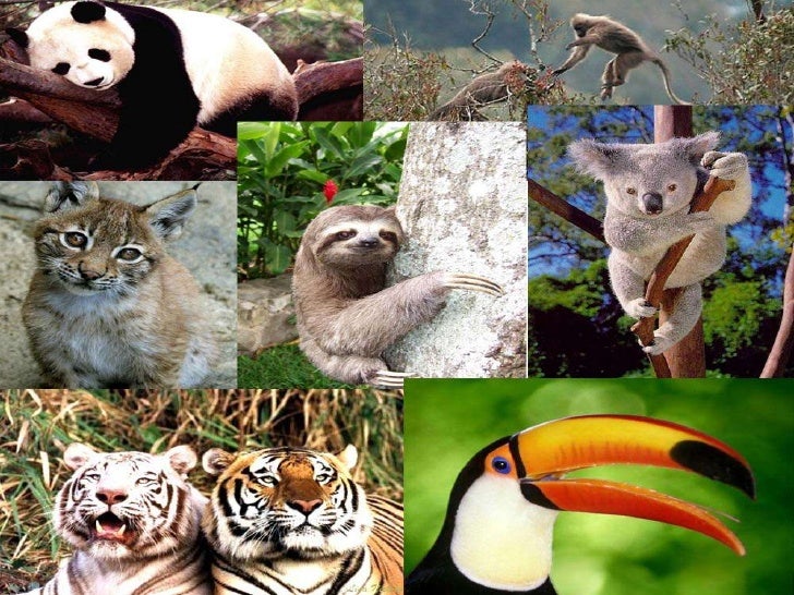 Dn13 3 eval_hct trafico de animales en mexico
