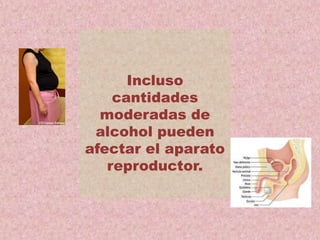 Incluso
cantidades
moderadas de
alcohol pueden
afectar el aparato
reproductor.
 