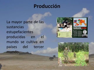 ProducciónLa mayor parte de las sustancias estupefacientes producidas en el mundo se cultiva en países del tercer mundo.