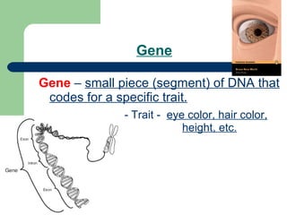 Dna | PPT