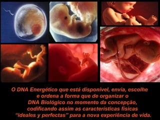 O DNA Energético que está disponivel, envia, escolhe  e ordena a forma que de organizar o  DNA Biológico no momento da concepção,  codificando assim as características físicas  “ideales y perfectas” para a nova experiência de vida. 