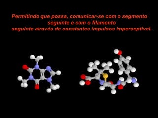 Permitindo que possa, comunicar-se com o segmento seguinte e com o filamento  seguinte através de constantes impulsos imperceptivel.   