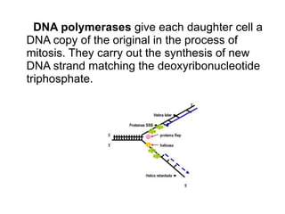 He showed that they were united in the order phosphate-sugar-base, forming what he called a nucleotide. Levene also suggested that the nucleotides were linked by forming the DNA phosphates. 