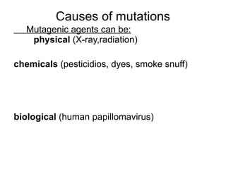 DNA polymerase III  is the principal responsible enzyme for DNA elongation (polymerase activity 5 '-> 3'). It also performs tasks of correction (exonuclease activity 3 '-> 5'). 