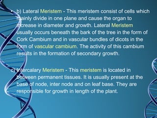 b) Lateral  Meristem  - This meristem consist of cells which mainly divide in one plane and cause the organ to increase in diameter and growth. Lateral  Meristem  usually occurs beneath the bark of the tree in the form of Cork Cambium and in vascular bundles of dicots in the form of  vascular cambium . The activity of this cambium results in the formation of secondary growth.  c) Intercalary  Meristem  - This  meristem  is located in between permanent tissues. It is usually present at the base of node, inter node and on leaf base. They are responsible for growth in length of the plant.  