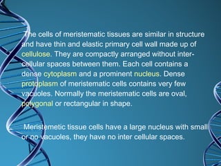 The cells of meristematic tissues are similar in structure and have thin and elastic primary cell wall made up of  cellulose . They are compactly arranged without inter-cellular spaces between them. Each cell contains a dense  cytoplasm  and a prominent  nucleus . Dense  protoplasm  of meristematic cells contains very few vacuoles. Normally the meristematic cells are oval,  polygonal  or rectangular in shape. Meristemetic tissue cells have a large nucleus with small or no vacuoles, they have no inter cellular spaces. 