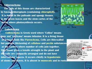 Chlorenchyma The cells of this tissue are characterized  by having chloroplasts (containing  chlorophyll ). It is found in the palisade and spongy tissues  in the green leaves and the stem cortex of the herbs where photosynthesis occurs. .  Collenchyma       Collenchyma  is Greek word where "Collen" means  gum and "enchyma" means infusion. It is a living tissue of primary body like  Parenchyma . Cells are thin-walled  but possess thickening of  cellulose  and  pectin  substances at the corners where number of cells join together.  This tissue gives a tensile strength to the plant and  the cells are compactly arranged and do not have  inter-cellular spaces. It occurs chiefly in  hypodermis   of stems and leaves. It is absent in  monocots  and in roots. 
