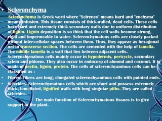 Sclerenchyma      Sclerenchyma  is Greek word where "Sclrenes" means hard and "enchyma" means infusion. This tissue consists of thick-walled, dead cells. These cells have hard and extremely thick secondary walls due to uniform distribution of  lignin .  Lignin  deposition is so thick that the cell walls become strong, rigid and impermeable to water. Sclerenchymatous cells are closely packed without inter-cellular spaces between them. Thus, they appear as hexagonal net in  transverse section . The cells are cemented with the help of  lamella . The  middle lamella  is a wall that lies between adjacent cells. Sclerenchymatous cells mainly occur in  hypodermis ,  pericycle , secondary xylem and phloem. They also occur in endocorp of almond and coconut. It is made of  pectin ,  lignin ,  protein . The cells of sclerenchyamtous cells can be classified as : Fibres- Fibres are long, elongated sclerenchyamtous cells with pointed ends. Sclerides- Sclerenchymatous cells which are short and possess extremely thick, lamellated,  lignified  walls with long singular  piths . They are called sclerides. The main function of Sclerenchymatous tissues is to give support to the plant. 