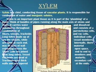 xylem Xylem  is a chief, conducting tissue of  vascular plants . It is responsible for conduction of water and  inorganic   solutes . Xylem is an important plant tissue as it is part of the ‘plumbing’ of a plant. Think of bundles of pipes running along the main axis of stems and roots. It carries water  and dissolved substances throughout  and consists of a combination of  parenchyma cells, fibers, vessels, tracheids  and ray cells. Long tubes made up of  individual cells are the vessels, while  vessel members are open at each end.  Internally, there may be bars of wall  material extending across the  open space. These cells are joined  end to end to form long tubes. Vessel  members and tracheids are dead at  maturity. Tracheids have thick  secondary cell walls and are tapered  at the ends.  