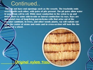 Continued.. They do not have end openings such as the vessels. The tracheids ends overlap with each other, with pairs of pits present. The pit pairs allow water to pass from cell to cell. While most conduction in the xylem is up and down, there is some side-to-side or lateral conduction via rays. Rays are horizontal rows of long-living parenchyma cells that arise out of the vascular cambium. In trees, and other woody plants, ray will radiate out from the center of stems and roots and in cross-section will look like the spokes of a wheel. Original xylem tissue 