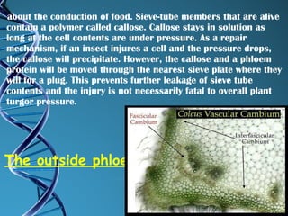 about the conduction of food. Sieve-tube members that are alive contain a polymer called callose. Callose stays in solution as long at the cell contents are under pressure. As a repair mechanism, if an insect injures a cell and the pressure drops, the callose will precipitate. However, the callose and a phloem protein will be moved through the nearest sieve plate where they will for a plug. This prevents further leakage of sieve tube contents and the injury is not necessarily fatal to overall plant turgor pressure. The outside phloem 