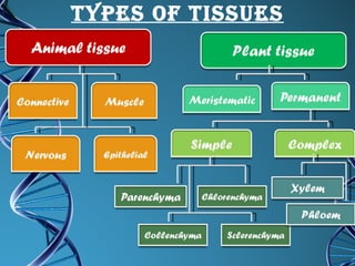 Types of tissues 