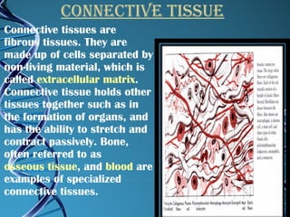 Connective tissue Connective tissues are fibrous tissues. They are made up of cells separated by non-living material, which is called  extracellular matrix . Connective tissue holds other tissues together such as in the formation of organs, and has the ability to stretch and contract passively. Bone, often referred to as  osseous tissue , and  blood  are examples of specialized connective tissues. 