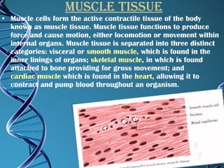Muscle tissue Muscle cells form the active contractile tissue of the body known as muscle tissue. Muscle tissue functions to produce force and cause motion, either locomotion or movement within internal organs. Muscle tissue is separated into three distinct categories: visceral or  smooth muscle , which is found in the inner linings of organs;  skeletal muscle , in which is found attached to bone providing for gross movement; and  cardiac muscle  which is found in the  heart , allowing it to contract and pump blood throughout an organism. 