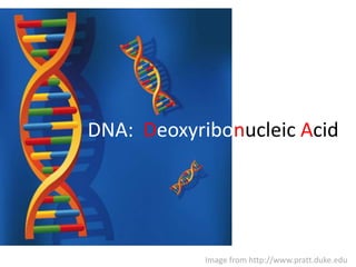 DNA:  Deoxyribonucleic Acid Image from http://www.pratt.duke.edu 