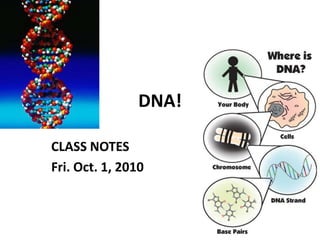 DNA! CLASS NOTES Fri. Oct. 1, 2010 