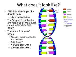 Dna! | PPTX