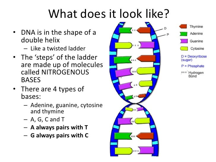 Dna!