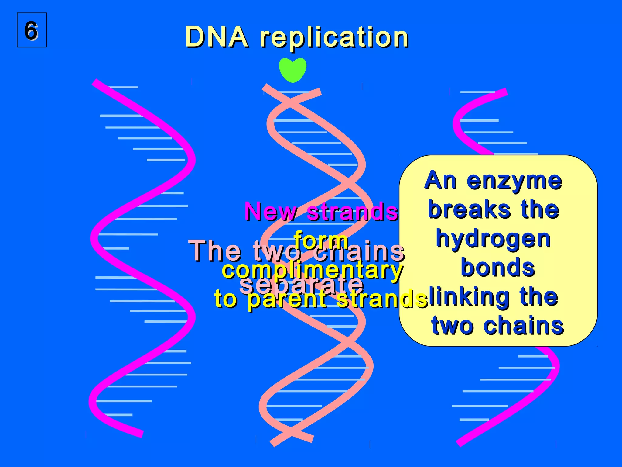 DNA for Grade 12 | PPT