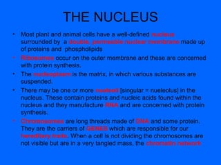 FUNCTIONS OF THE NUCLEUS
• Controls metabolic activities of the cell by
dictating the type of proteins to be
manufactured....