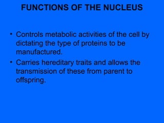 During cell division, the chromatin is visible as
chromosomes. Chromosomes are the control
centres of the nucleus
 