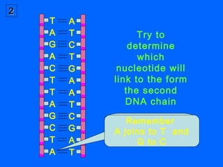 As the bases
link to each
other, the DNA
molecule is
twisted into a
double helix
Two Sugar-Two Sugar-
PhosphatePhosphate
b...