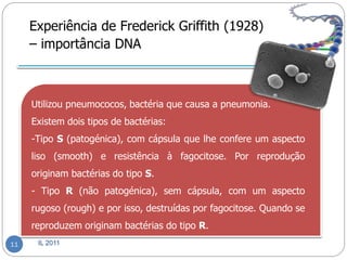 Experiência de Frederick Griffith (1928)
     – importância DNA



     Utilizou pneumococos, bactéria que causa a pneumonia.
     Existem dois tipos de bactérias:
     -Tipo S (patogénica), com cápsula que lhe confere um aspecto
     liso (smooth) e resistência à fagocitose. Por reprodução
     originam bactérias do tipo S.
     - Tipo R (não patogénica), sem cápsula, com um aspecto
     rugoso (rough) e por isso, destruídas por fagocitose. Quando se
     reproduzem originam bactérias do tipo R.
11    IL 2011
 