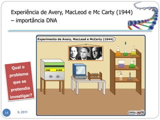 Experiência de Avery, MacLeod e Mc Carty (1944)
     – importância DNA




14     IL 2011
 