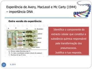 Experiência de Avery, MacLeod e Mc Carty (1944)
     – importância DNA

      Outra versão da experiência:


                                       Identifica o componente do
                                     extracto celular que constitui a
                                     substância química responsável
                                        pela transformação dos
                                             pneumococos.
                                        Justifica a tua resposta.



15     IL 2011
 