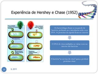 Experiência de Hershey e Chase (1952)


                              Os bacteriófagos fixam-se na parede da
                           bactéria, perfuram-na e introduzem nela o seu
                           DNA. As proteínas da cápsula ficam no exterior




                            O DNA do vírus multiplica-se várias vezes no
                                     interior das bactérias




                           A bactéria “ao serviço do vírus” passa a produzir
                                            proteínas virais.


19   IL 2011
 