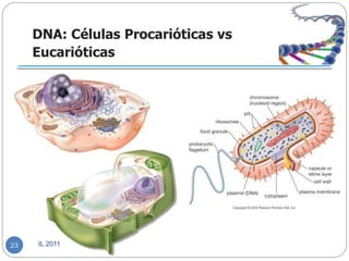 DNA: Células Procarióticas vs
     Eucarióticas




23   IL 2011
 