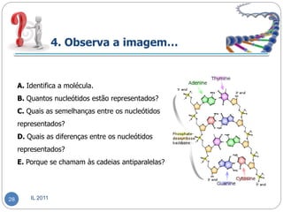 4. Observa a imagem…


     A. Identifica a molécula.
     B. Quantos nucleótidos estão representados?
     C. Quais as semelhanças entre os nucleótidos
     representados?
     D. Quais as diferenças entre os nucleótidos
     representados?
     E. Porque se chamam às cadeias antiparalelas?




28       IL 2011
 