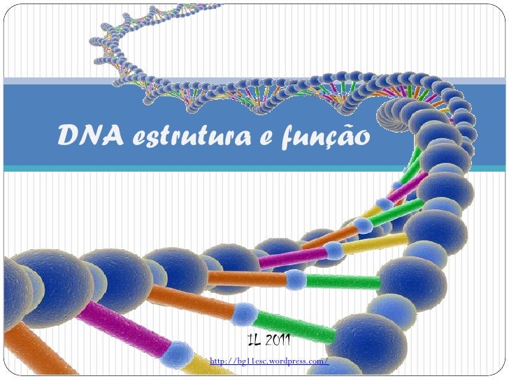 DNA estrutura e função                   IL 2011          http://bg11esc.wordpress.com/ 
