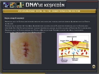 Doğru cevap B seçeneği Fibroblast hücreleri deride meydana gelen yaraları onarma işleminde de görev alırlar.  Yaradaki kanın pıhtılaşma işleminden sonra  bu bölgedeki fibroblast hücreleri pıhtının üstünü kapayarak yarayı geçici olarak alçıya alma görevini üstlenirler. Fibroblast hücrelerinin bu özelliği hayati bir öneme sahiptir. Aksi takdirde yaralar tam olarak iyileşemeyecekti. VÜCUDUMUZDAKİ DOĞAL ALÇI NE ZAMAN DONACAĞINI BİLİYOR 