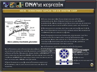 Hücre çekirdeği hücre içindeki en büyük organeldir. Kalıtım materyali olan DNA’yı barındırır. Aralarında boşluk bulunan iki zar ile çevrilidir ki bu yapıya Nükleer zarf adı verilir.  Dış zar endoplazmik retikulum ile bağlantılıdır.  Bu yapı çekirdek ile sitoplazma arasında madde taşınmasına olanak sağlar.  Zar üzerinde por adı verilen, sekizgen yapıya sahip, büyük kompleks yapılı gözenekler bulunur. Bunlar sekiz alt üniteden oluşan bir tekerleğe benzerler ve orta kısımlarında tıkaça benzer bir yapı bulunur.  Bu gözeneklere yeterince büyütülerek bakılacak olursa, üzerinde bisiklet tekerleğindekine benzer açıklıklar olmadığı, buraların bir zarla kapalı oldukları görülür.  Çekirdekteki kapıların  genel yapısı 1. Çekirdek kılıfı 2. Dış halka 3. Dış halka uzantısı 4. Tıkaç Bu gözenekler hücre çekirdeği ile sitoplazması arasındaki madde geçişlerinde seçici bir filtre görevi görür. Çekirdek içine çeşitli enzim ve proteinleri alırken, DNA’daki bilginin kopyasını taşıyan mRNA’ı ve yine protein sentezinde aktif rol oynayan tRNA’ları çıkarır.  Tüm hücrede olduğu gibi gözeneklerde de mükemmel bir plan ve kusursuz bir işleyiş vardır. Endoplazmik retikulum Ribozomlar Dış zar İç zar Çekirdek korteksi Çekirdek gözeneği Çekirdek  zarı Boşluğu Hücre çekirdeği üzerindeki   gözenekler HÜCRE ÇEKİRDEĞİNDEKİ KAPILAR TAM BİR DENETİME SAHİP 