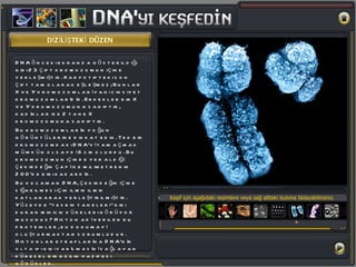 DİZİLİŞTEKİ DÜZEN Keşif için aşağıdaki resimlere veya sağ alttaki butona tıklayabilirsiniz. DNA önceki ekranda gösterildiği gibi 23 çift kromozomun içine yerleşmiştir. Karyotipteki son çift tam olarak eşleşmez; Bunlar X ve Y kromozomları yani cinsiyet kromozomlarıdır. Erkekler bir X ve Y kromozomuna sahiptir, kadınlar ise 2 tane X kromozomuna sahiptir. Bu kromozomların yoğun görüntülerine dikkat edin. Tek bir kromozomdaki DNA‘yı tam açmak mümkün olsaydı 6 cm olurdu. Bu kromozomun içinde yer aldığı çekirdeğin çapı ise milimetrenin 200’de biri kadardır.  Bu kocaman DNA, çekirdeğin içine sığabilmesi için ilmik ilmik katlanarak yerleştirilmiştir. Yüzeyde “tesbih taneleri” gibi duran minicik küreleri görüyor musunuz? Histon adı verilen bu proteinler, bu dokumayı oluşturmaktan sorumludur. Histonlar etraflarına DNA’nın olta ipi gibi sarılmasını sağlayan küresel bir bobin vazifesi görürler. Tüm bu karmaşık sarılma ve katlanmalara rağmen eşleşen kromozom çiftlerindeki her bir gen yerini şaşırmadan her zaman aynı yere dizilir. 