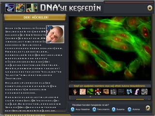 Uzun yeşil renkli hücrenin  şekline bakın ve içinde DNA’nın  bulunduğu kırmızı renkteki  çekirdeğe dikkat edin. DNA,  fibroblast isimli deri hücrelerine  benzersiz şeklini veya  fonksiyonunu veren genleri içerir. Fibroblastlar besinlerin, hormonların ve diğer metabolizma maddelerinin kan ve doku hücreleri arasında geçişini sağlayan proteinleri üretirler. Ayrıca, derimizin dermis tabakası ile bunu destekleyen “kolajen” ve “elastin” isimli proteinleri de üretirler.  Kolajen liflerinden oluşan demetler, cildin dayanıklılığı ve korunması için gerekli bir dokumaya benzer.  Daha ince olan elastin lifleri ise cildin yumuşaklığını ve esnekliğini sağlar. Bu iki protein,  herhangi bir şekil değişikliğinde cildin tekrar eski şeklini almasını sağlarlar. Fibroblast hücreleri bu özelliklerinden birinden yoksun olsaydı gençken bile oldukça gevşek ve koruyucu vasfını yitirmiş bir bir cildimiz olurdu.   DERİ HÜCRELERİ Keşif için aşağıdaki resimlere veya sağ alttaki butona tıklayabilirsiniz. Fibroblast hücreleri hangisinde rol alır? A)  Acıyı hissetme  B)  Yara onarımı  C)  Susama  D)  Acıkma   
