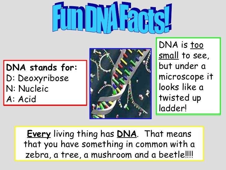 facts about nucleic acids