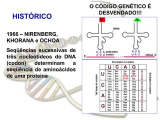 O CÓDIGO GENÉTICO É
                              DESVENDADO!!!
 HISTÓRICO

1966 – NIRENBERG,
KHORANA e OCHOA
Seqüências sucessivas de
três nucleotídeos do DNA
(codon)   determinam   a
seqüência de aminoácidos
de uma proteína
 