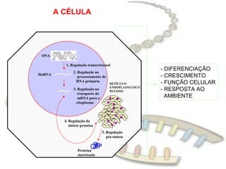 A CÉLULA




 DNA

           1. Regulação transcricional
                2. Regulação no
                                                        - DIFERENCIAÇÃO
HnRNA
                   processamento do                     - CRESCIMENTO
                  RNA primário                          - FUNÇÃO CELULAR
                                       RETÍCULO
                                       ENDOPLASMÁTICO
                3. Regulação no        RUGOSO           - RESPOSTA AO
                   transporte do
                   mRNA para o                            AMBIENTE
                  citoplasma



          4. Regulação da
             síntese proteíca
                                   5. Regulação
                                      pós-síntese


                  Proteína
                  sintetizada
 