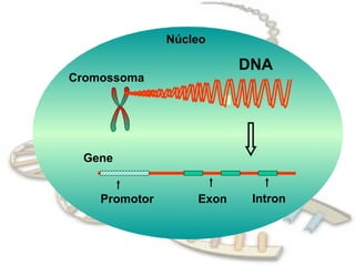 Núcleo

                          DNA
Cromossoma




 Gene


    Promotor       Exon    Intron
 