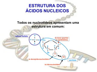 ESTRUTURA DOS
            ÁCIDOS NUCLEICOS

  Todos os nucleotídeos apresentam uma
          estrutura em comum:

radical fosfato




                                pentose
 