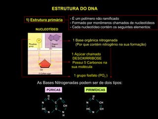 ESTRUTURA DO DNA

1) Estrutura primária                  - É um polímero não ramificado
                                       - Formado por monômeros chamados de nucleotídeos
                                       - Cada nucleotídeo contém os seguintes elementos:
     NUCLEOTÍDEO


                                        1 Base orgânica nitrogenada
                                          (Por que contém nitrogênio na sua formação)

       5C                              1 Açúcar chamado
                     1C
                                        DESOXIRRIBOSE
      4C
                                        Possui 5 Carbonos na
       3C            2C
                                       sua molécula

                                         1 grupo fosfato (PO4-)

      As Bases Nitrogenadas podem ser de dois tipos:
                 PÚRICAS                        PIRIMÍDICAS
                 H                                    H
                 C            N                       C
            N             C                      N        CH
                                  CH
            HC            C                      HC       CH
                 N                N                   N
                                  H
 