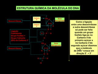 ESTRUTURA QUÍMICA DA MOLÉCULA DO DNA

                                                                              5’
                       Carbono               CH2 O                  Base
                          5’
Desoxirribose                                                   Nitrogenada
                                                                                     Como a ligação
                                                   H H
                       Carbono                                                 entre uma desoxirribose
                          3’                                H
                                                                                 e outra desoxirribose
                                                 O H                                só pode ser feita
  Ligação
  Fosfodieste                    O           P         O-
                                                                                   quando um grupo
  Grupo fosfato +                                                                  fosfato liga-se no
  Grupo hidroxila                        O                                            Carbono 5’do
  (OH) do Carbono 3’                                                               primeiro açúcar e
                                 CH2 O                      Base                    no Carbono 3’do
                                                        Nitrogenada            segundo açúcar dizemos
Desoxirribose                            H H                                         que a molécula
                                 H                 H                              de DNA “cresce em
                                         O    H                                      direção 5’ 3’

                           O         P        O-
                                                                              3’
                                 O
 