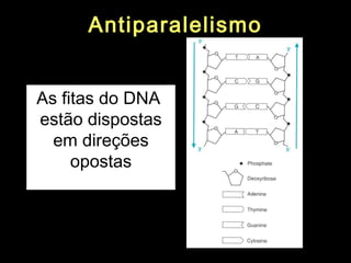 Antiparalelismo


As fitas do DNA
estão dispostas
  em direções
     opostas
 