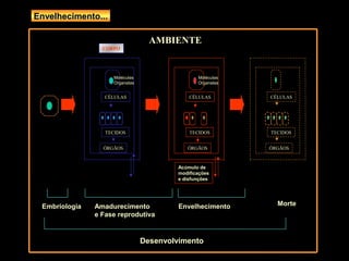Envelhecimento...

                                  AMBIENTE
                 CORPO




                    Moléculas                   Moléculas
                    Organelas                   Organelas


                  CÉLULAS                    CÉLULAS        CÉLULAS




                  TECIDOS                    TECIDOS        TECIDOS


                 ÓRGÃOS                     ÓRGÃOS          ÓRGÃOS


                                         Acúmulo de
                                         modificações
                                         e disfunções




 Embriologia   Amadurecimento            Envelhecimento       Morte
               e Fase reprodutiva


                                Desenvolvimento
 