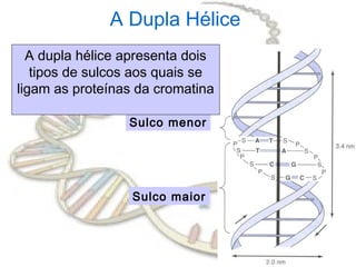 A Dupla Hélice
  A dupla hélice apresenta dois
   tipos de sulcos aos quais se
ligam as proteínas da cromatina

                 Sulco menor




                  Sulco maior
 