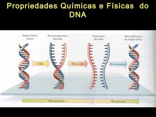 Propriedades Químicas e Físicas do
               DNA
 