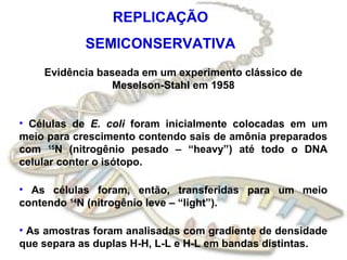 REPLICAÇÃO
            SEMICONSERVATIVA
    Evidência baseada em um experimento clássico de
                 Meselson-Stahl em 1958


• Células de E. coli foram inicialmente colocadas em um
meio para crescimento contendo sais de amônia preparados
com 15N (nitrogênio pesado – “heavy”) até todo o DNA
celular conter o isótopo.

• As células foram, então, transferidas para um meio
contendo 14N (nitrogênio leve – “light”).

• As amostras foram analisadas com gradiente de densidade
que separa as duplas H-H, L-L e H-L em bandas distintas.
 