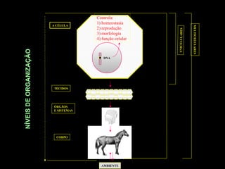 Controla:
                                      1) homeostasia
                        A CÉLULA




                                                                         MULTICELULARES
                                      2) reprodução




                                                          UNICELULARES
                                      3) morfologia
                                      4) função celular
NÍVEIS DE ORGANIZAÇÃO



                                         DNA




                         TECIDOS




                         ÓRGÃOS
                         E SISTEMAS




                          CORPO




                                        AMBIENTE
 